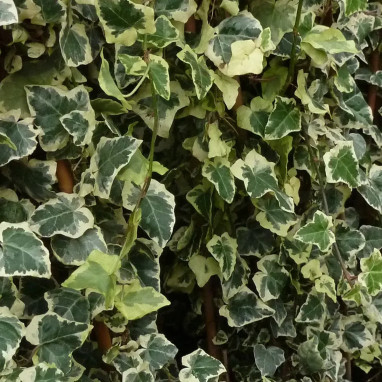 Lierre 'Chester' - Hedera helix | Achat direct au producteur