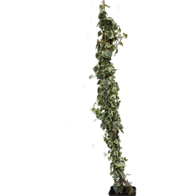 Lierre 'Chester' - Hedera helix | Achat direct au producteur