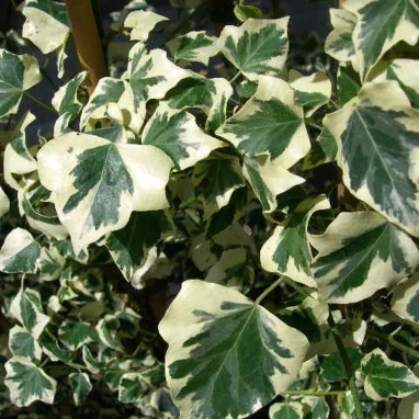 Lierre 'Marginata Elegantissima' - Hedera | Achat producteur