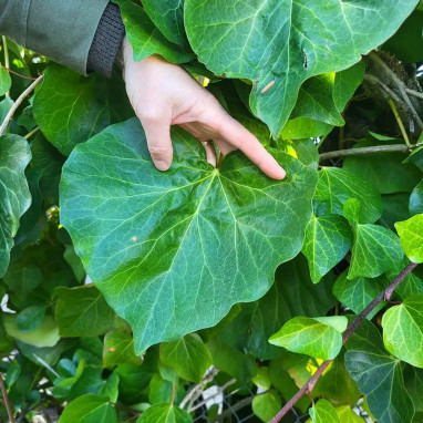 Lierre de Colchide - Hedera colchica | Achat direct au producteur