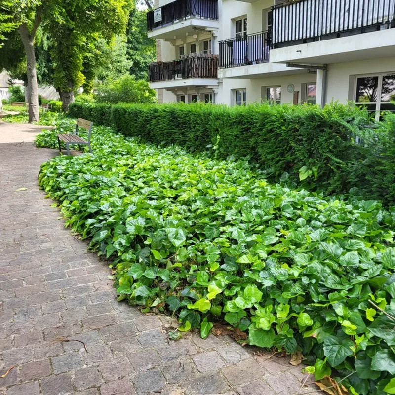 Lierre de Colchide - Hedera colchica | Achat direct au producteur