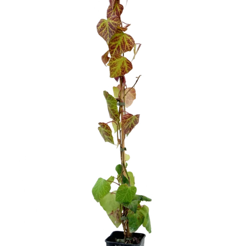 Lierre de Colchide - Hedera colchica | Achat direct au producteur