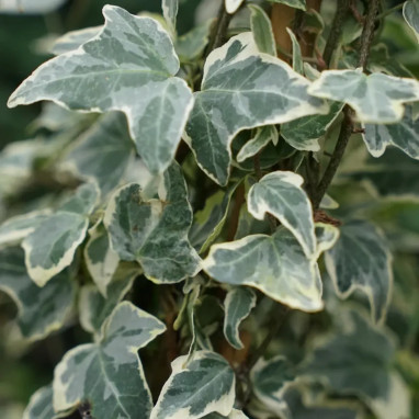 Lierre 'Eva' - Hedera helix | Achat direct au producteur