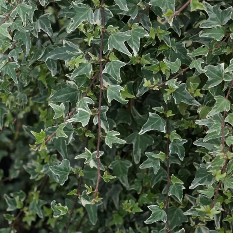 Lierre 'Eva' - Hedera helix | Achat direct au producteur