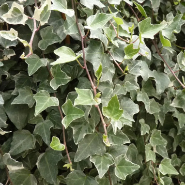 Lierre 'Glacier' - Hedera helix | Achat direct au producteur