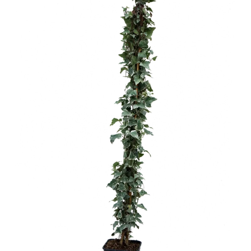 Lierre 'Glacier' - Hedera helix | Achat direct au producteur