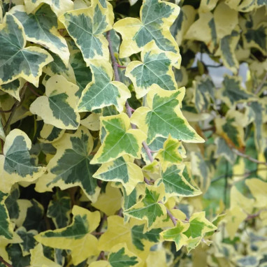 Lierre 'Goldchild' - Hedera helix | Achat direct au producteur