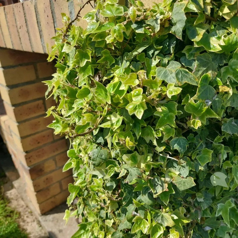 Lierre 'Goldchild' - Hedera helix | Achat direct au producteur