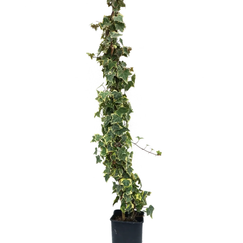 Lierre 'Goldchild' - Hedera helix | Achat direct au producteur