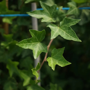 Lierre 'Shamrock' - Hedera helix | Achat direct au producteur