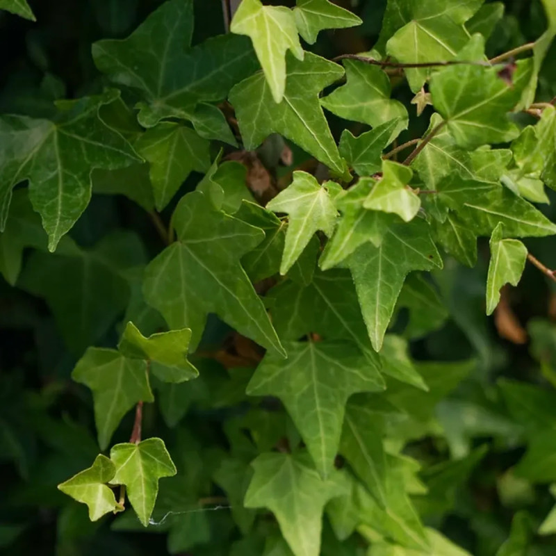 Lierre 'Shamrock' - Hedera helix | Achat direct au producteur
