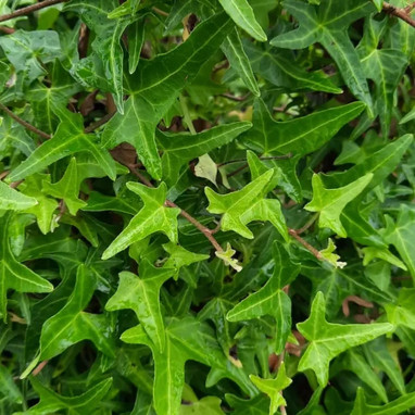Lierre 'Sagittifolia' - Hedera helix | Achat direct au producteur