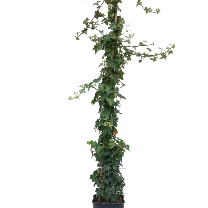Lierre 'Sagittifolia' - Hedera helix | Achat direct au producteur
