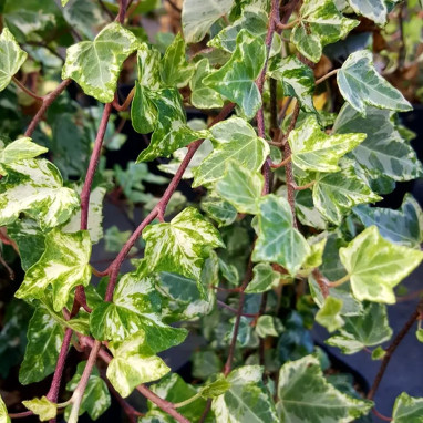 Lierre 'Tricolor' - Hedera helix | Achat direct au producteur