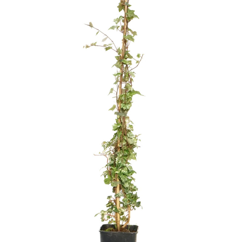Lierre 'Tricolor' - Hedera helix | Achat direct au producteur