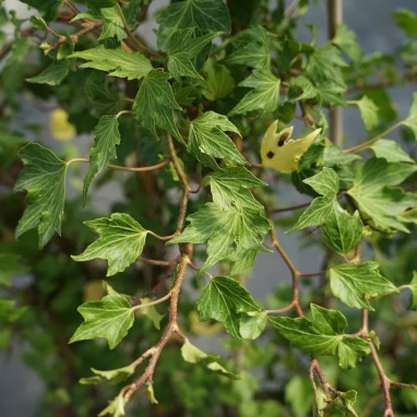 Lierre 'Green Ripple' - Hedera helix | Achat direct au producteur