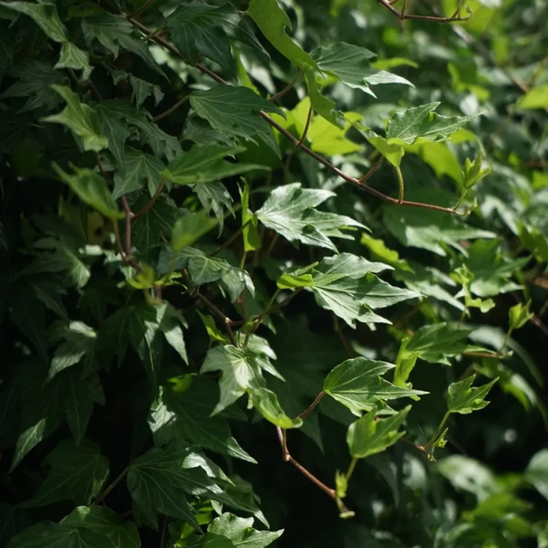 Lierre 'Green Ripple' - Hedera helix | Achat direct au producteur
