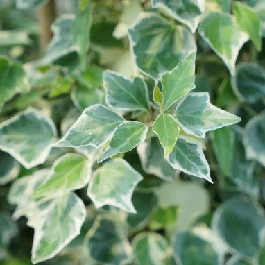 Lierre 'Little Diamond' - Hedera helix | Achat direct au producteur