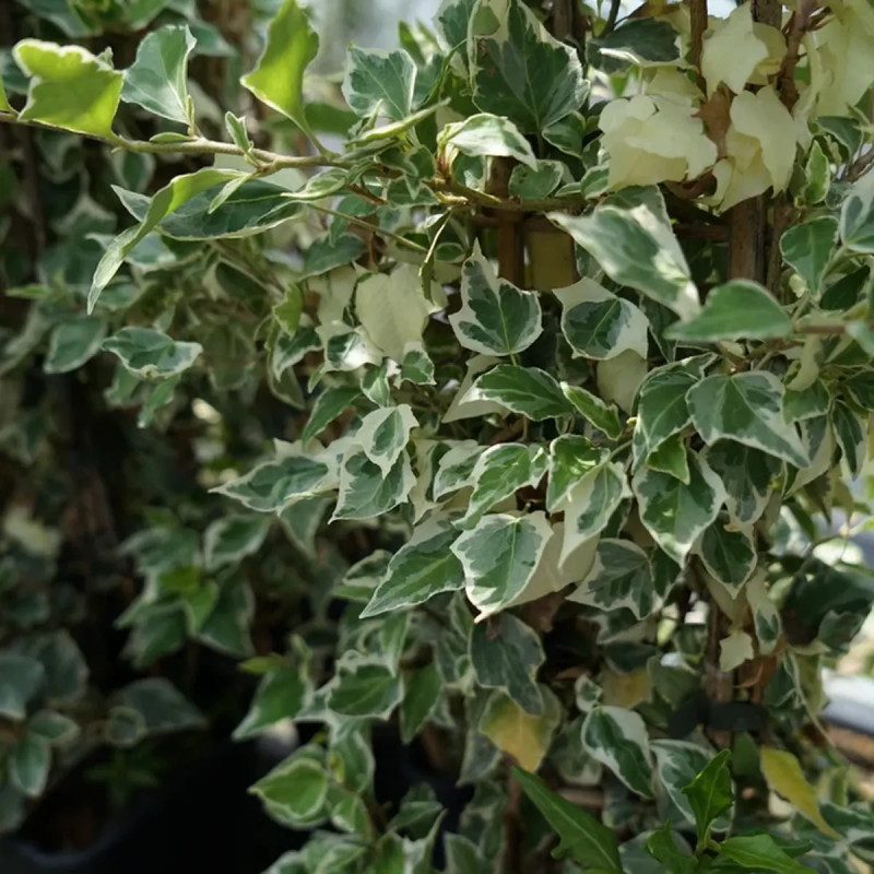 Lierre 'Little Diamond' - Hedera helix | Achat direct au producteur