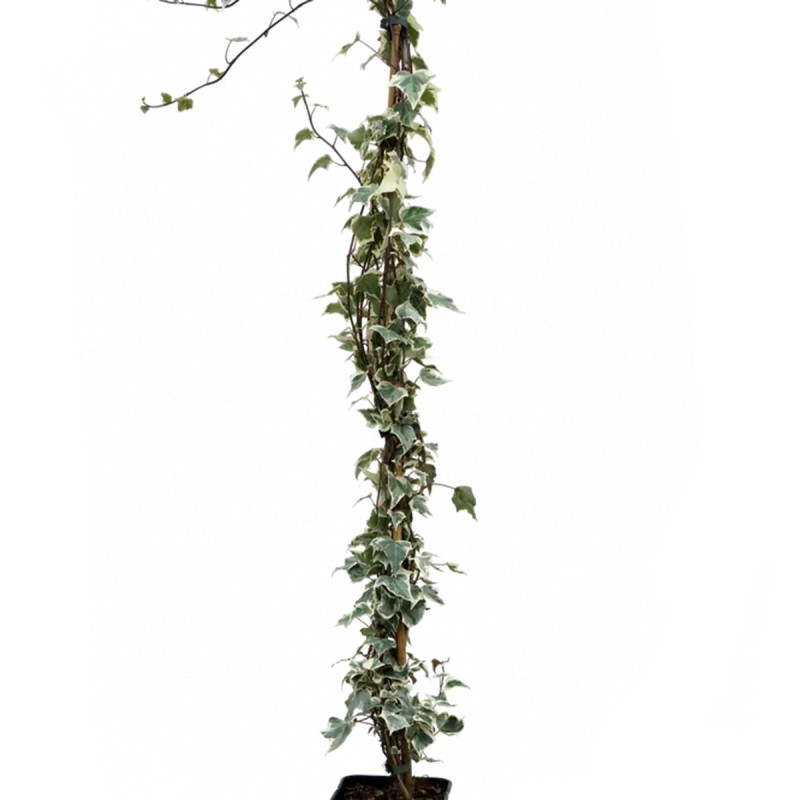 Lierre 'Little Diamond' - Hedera helix | Achat direct au producteur
