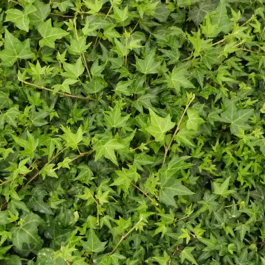 Lierre 'Königer's Auslese' - Hedera | Achat direct au producteur