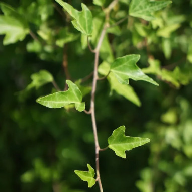 Lierre 'Pink Oak' - Hedera helix | Achat direct au producteur