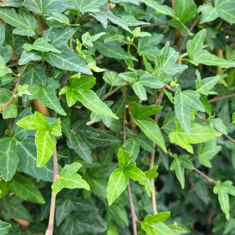 Lierre 'Pink Oak' - Hedera helix | Achat direct au producteur