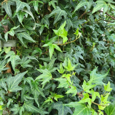 Lierre 'Needlepoint' - Hedera helix | Achat direct au producteur