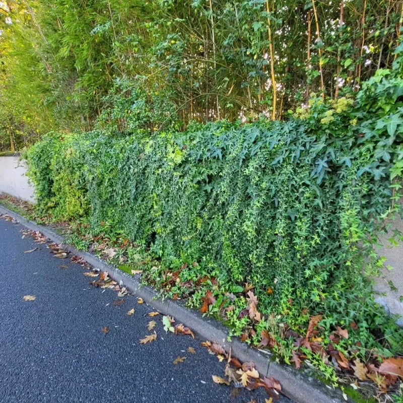 Lierre 'Needlepoint' - Hedera helix | Achat direct au producteur