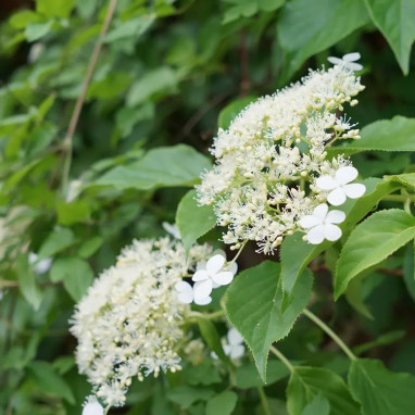 Hortensia grimpant Petiolaris - Hydrangea | Achat direct au producteur
