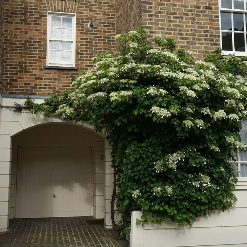 Hortensia grimpant Petiolaris - Hydrangea | Achat direct au producteur