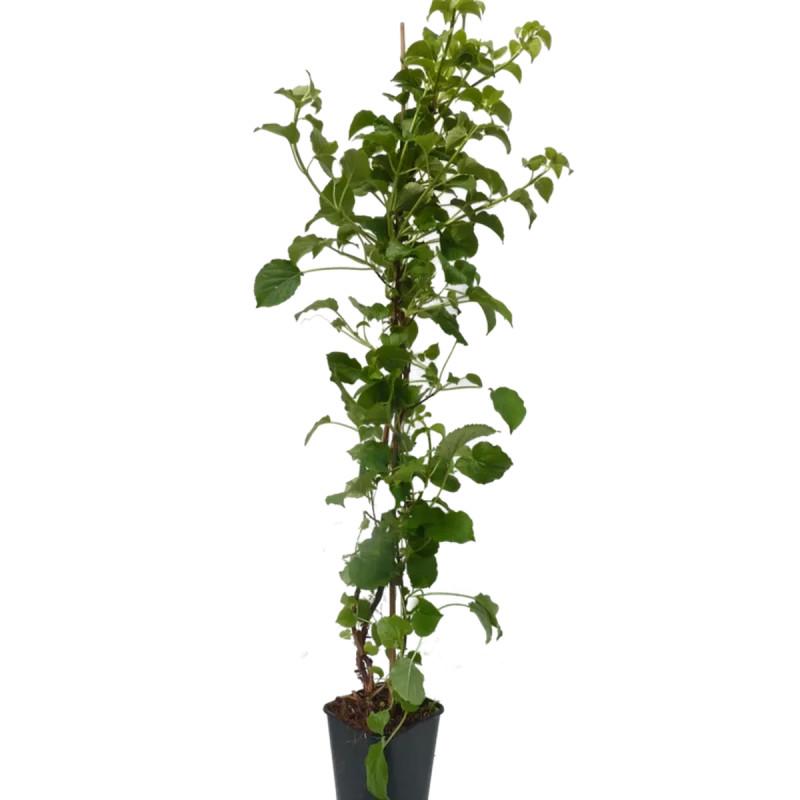 Hortensia grimpant Petiolaris - Hydrangea | Achat direct au producteur