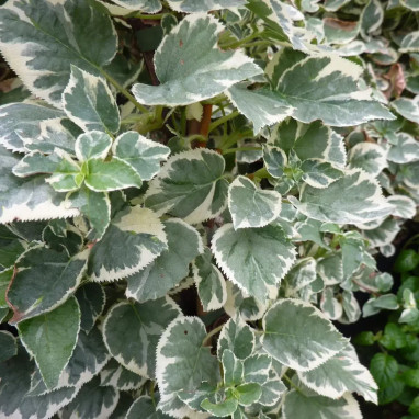 Hortensia grimpant 'Silver Lining' PBR - Hydrangea | Achat producteur