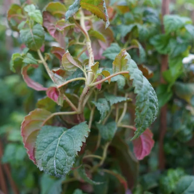 Hortensia grimpant 'Winter Surprise' - Hydrangea | Achat producteur