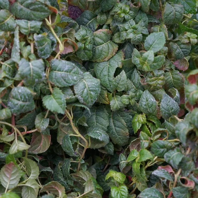Hortensia grimpant 'Winter Surprise' - Hydrangea | Achat producteur