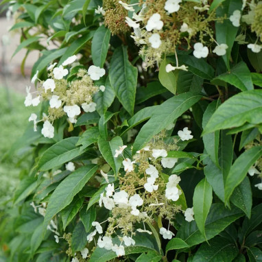 Hortensia 'Seemanii' - Hydrangea | Achat direct au producteur