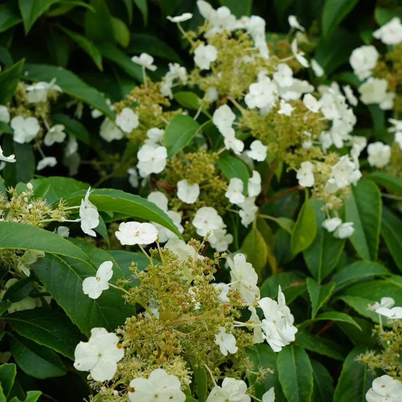 Hortensia 'Seemanii' - Hydrangea | Achat direct au producteur