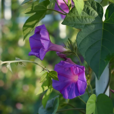 Ipomée learii - Ipomoea | Achat direct au producteur