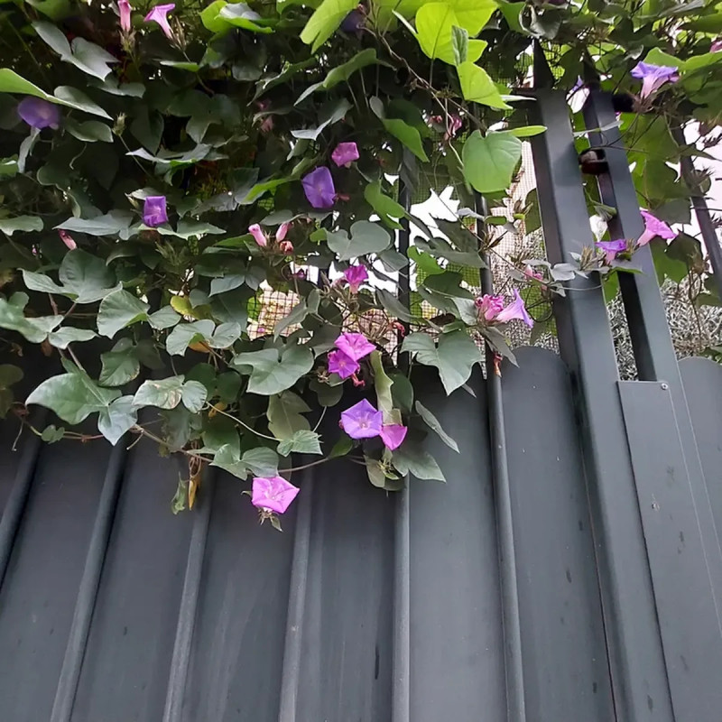 Ipomée learii - Ipomoea | Achat direct au producteur