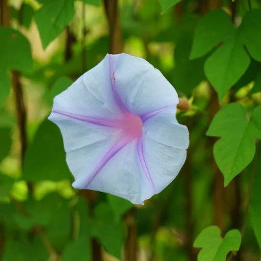 Ipomée 'Edith Piaf' - Ipomoea | Achat direct au producteur