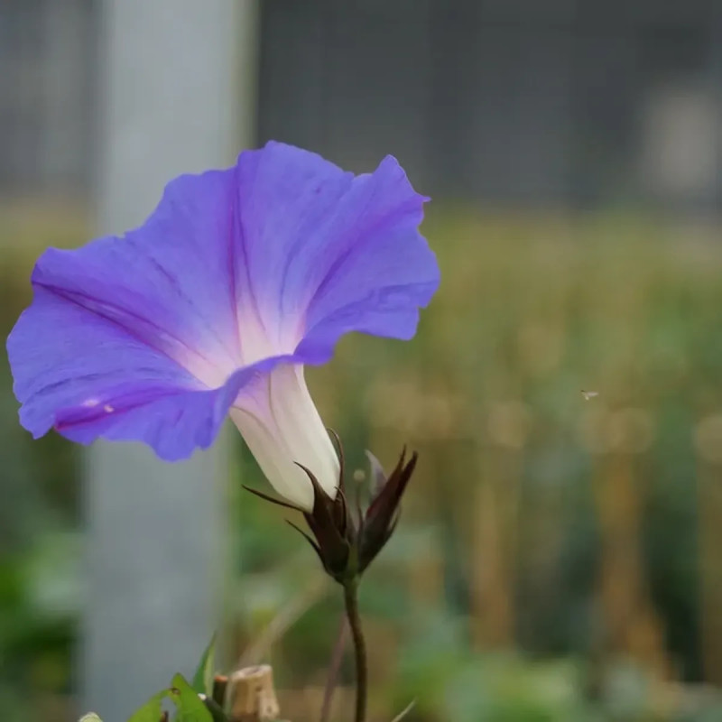 Ipomée 'Edith Piaf' - Ipomoea | Achat direct au producteur