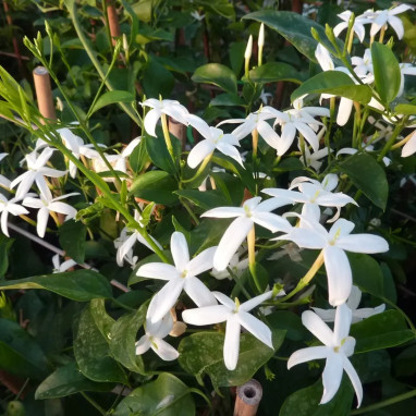 Jasmin des Açores - Jasminum azoricum | Achat direct au producteur