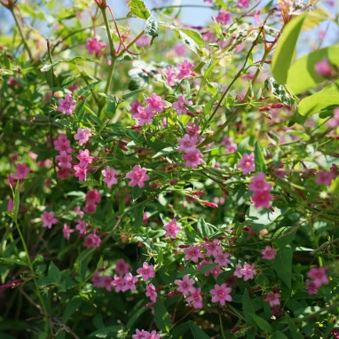 Jasmin beesianum - Jasminum | Achat direct au producteur