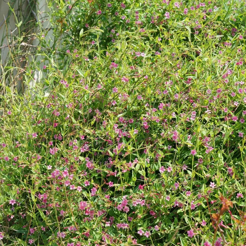 Jasmin beesianum - Jasminum | Achat direct au producteur