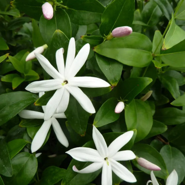 Jasmin multipartitum - Jasminum | Achat direct au producteur