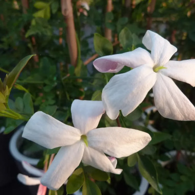 Jasmin 'De Grasse' - Jasminum | Achat direct au producteur