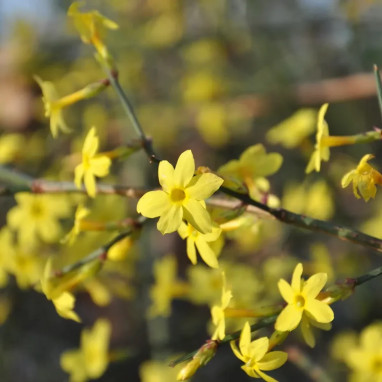 Jasmin d'hiver - Jasminum nudiflorum | Achat direct au producteur