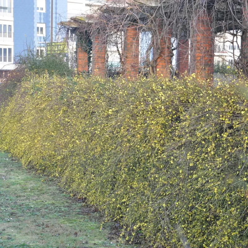 Jasmin d'hiver - Jasminum nudiflorum | Achat direct au producteur