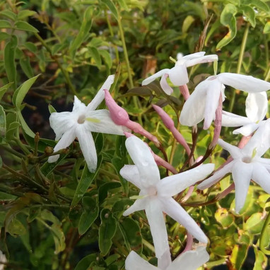 Jasmin rosé d'hiver - Jasminum polyanthum | Achat producteur