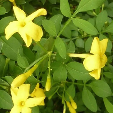 Jasmin d'Italie 'Revolutum' - Jasminum | Achat direct au producteur